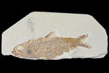 Bargain, Detailed Fossil Fish (Knightia) - Wyoming #120366-1